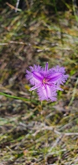 Thysanotus tuberosus