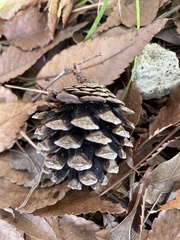 Pinus densiflora