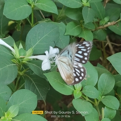 Pareronia hippia