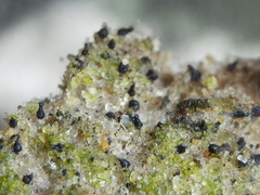 Micarea botryoides