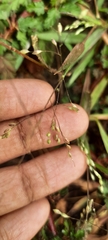 Eragrostis intermedia