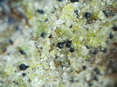 Micarea botryoides