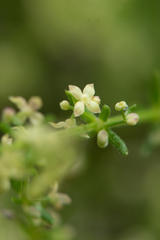 Galium gaudichaudii
