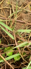 Urochloa serrata