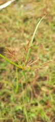 Cyperus haspan
