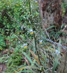 Dianella tasmanica