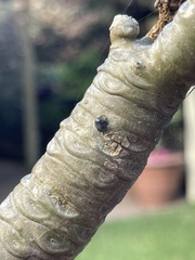 Apolinus lividigaster