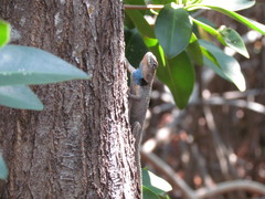 Sceloporus lundelli