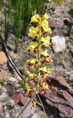 Tritoniopsis parviflora