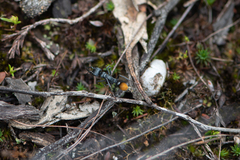Myrmecia mandibularis
