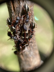 Dolichoderus doriae