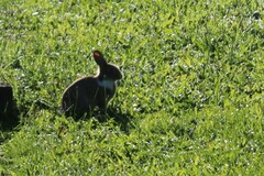 Oryctolagus cuniculus domesticus