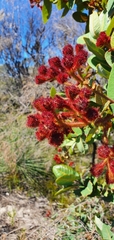 Angophora hispida