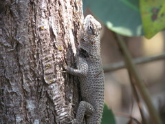 Sceloporus lundelli