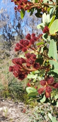 Angophora hispida