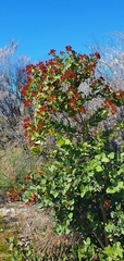 Angophora hispida