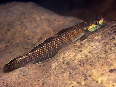 Palauan Riffle Goby photo 1