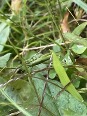Atractomorpha lata