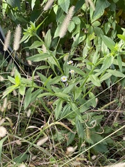 Erigeron annuus