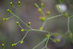 Senecio phelleus