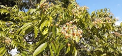 Angiospermae