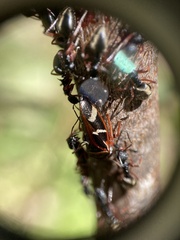 Dolichoderus doriae