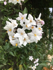 Solanum laxum