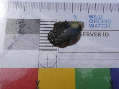 Electroma papilionacea