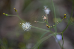 Senecio phelleus