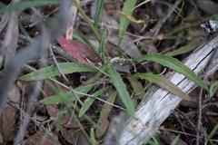 Senecio phelleus
