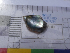 Electroma papilionacea