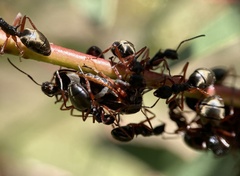 Dolichoderus doriae