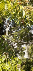 Angiospermae