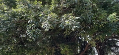 Quercus glauca