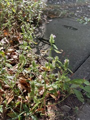 Justicia procumbens
