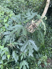 Girardinia diversifolia