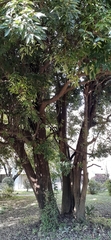 Quercus glauca