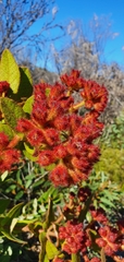 Angophora hispida
