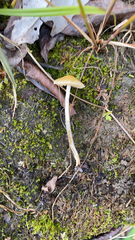 Conocybe velata