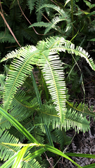 Dicranopteris linearis