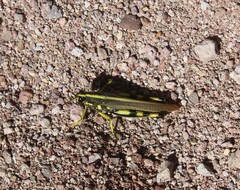 Schistocerca albolineata