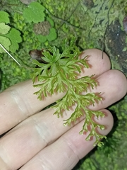Hymenophyllum