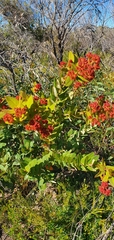 Angophora hispida