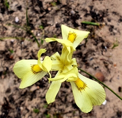 Moraea
