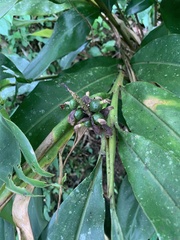 Alpinia