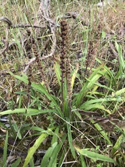 Plantago gaudichaudii