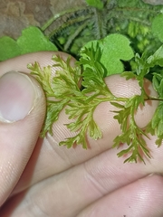 Hymenophyllum