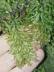 Hymenophyllum