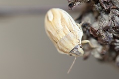 Homaemus parvulus