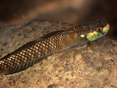 Palauan Riffle Goby photo 4